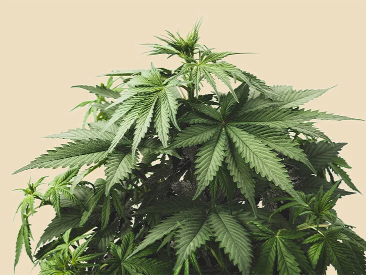 Everything You Need to Know About Marijuana Strains